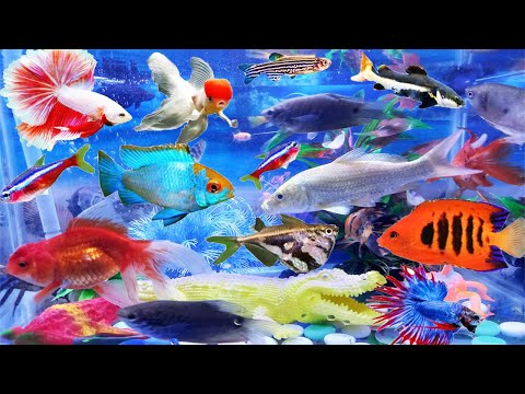 Ep47| Collection of Aquarium Fish in my house