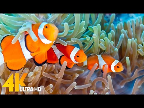 The Ocean 4K – Sea Animals for Relaxation, Beautiful Coral Reef Fish in Aquarium (4K Video Ultra HD)