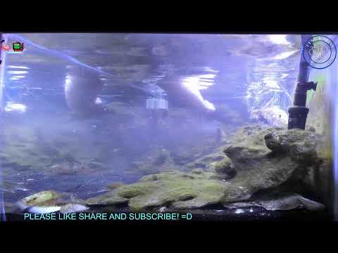 #ShrimpTV Live 75 Gallon Aquarium (Filter sound only) #ASMR