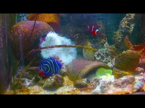 #live #nemo #aquarium VIDEO HD. at this time.real life #fish#水族館#小丑魚 Marine fish tanks in the home