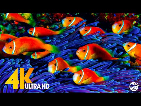 Aquarium 4K VIDEO (ULTRA HD) 🐠 Sea Animals With Relaxing Music – Rare & Colorful Sea Life Video