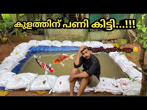 പുതിയ കൊയ് കാർപ്പുകളെ വാങ്ങി…പക്ഷെ പണി കിട്ടി…😔 | buying new koi carp | new pond damage | koi