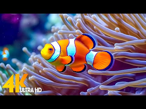 Aquarium 4K VIDEO (ULTRA HD) – Beautiful Coral Reef Fish – Sleep Relaxing Meditation Music