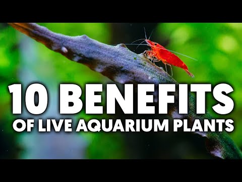 Transform Your Aquarium: 10 Essential Benefits Of Live Plants For Planted Tanks 🌱 🦐 🐟