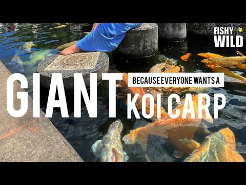 Because Everyone Wants A Giant Koi Carp | The Fastest Growing Koi