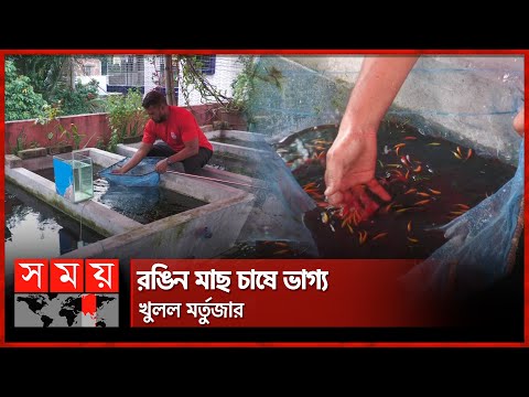 ছাদে রঙিন মাছ চাষ | Aquarium Fish Farm | Thakurgaon | Somoy TV