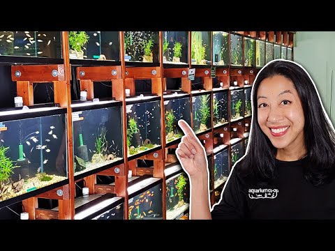 Picking the 5 COOLEST Fish at Aquarium Co-Op