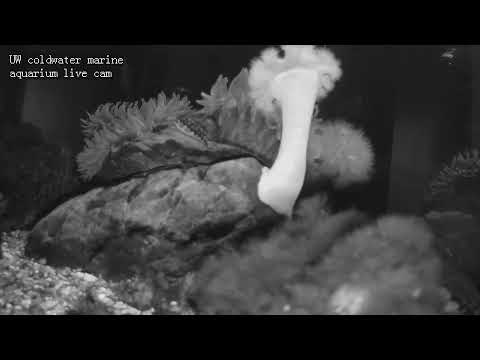 UW Coldwater Marine Aquarium Cam Live Stream