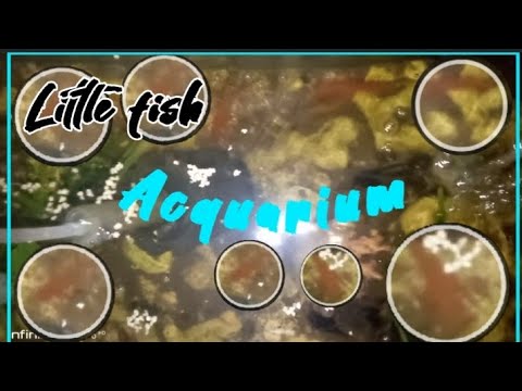 Little aquarium fish where live in|Mini Aquarium happy living fishey.