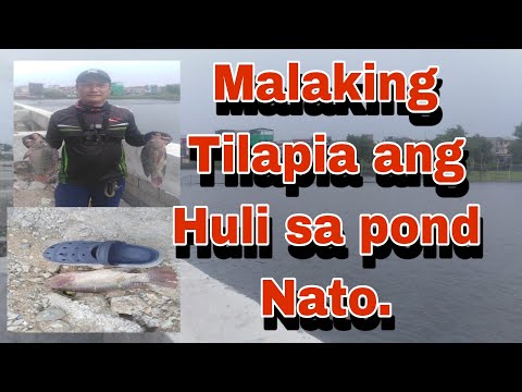 Marami parin huling malalaking tilapia sa fish pond nato, ka. bartolome