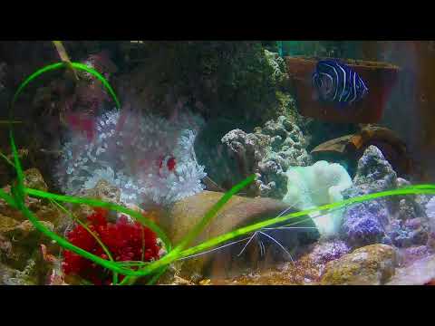 #live #nemo #aquarium VIDEO HD. at this time.real life #fish#水族館#小丑魚 Marine fish tanks in the home