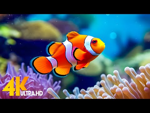 Aquarium 4K VIDEO (ULTRA HD) 🐠 Beautiful Coral Reef Fish – Relaxing Sleep Meditation Music