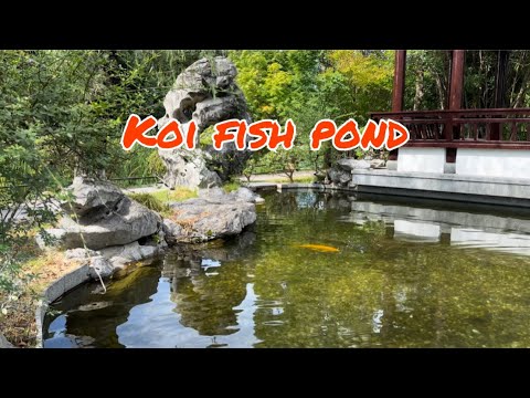 Relaxing Cinematic Calm Music / Koi Fish Pond