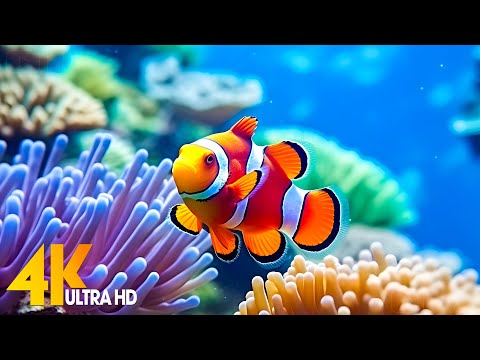 Aquarium 4K VIDEO (ULTRA HD) 🐠 Sea Animals With Relaxing Music – Rare & Colorful Sea Life Video