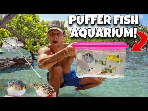 Puffer Fish ONLY Aquarium!!