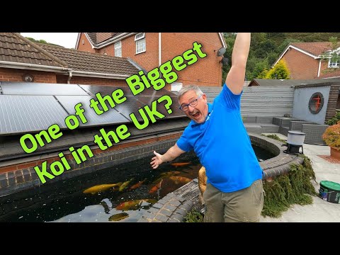 KOI POND**MASSIVE JUMBO KOI FISH PRIVATE COLLECTION**😮😉👍IS IT ONE OF THE BIGGEST KOI IN THE UK😮🤔*