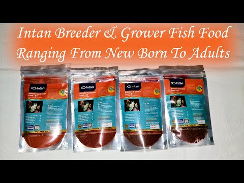 Intan Breeder And Grower Fish Food For Aquarium Fish From New Born To Adult | 4 Foods To Grow Fishes