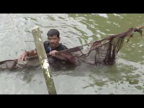 মাছ ধরার দৃশ্য  Big Fish Catch From Pond  In Bangladesh  | Must Watch Fish Shamim Bird