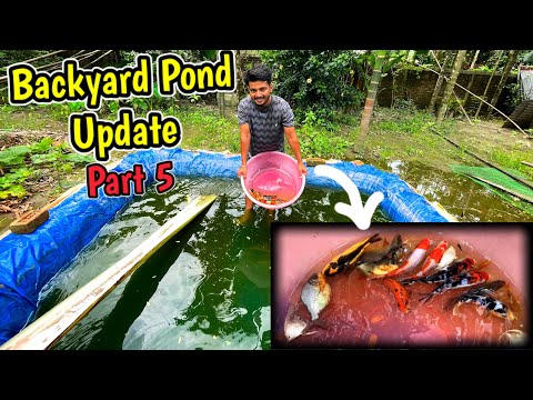 Backyard Pond Update🔥Part 5 : Awesome growth of my Koi Fish, Pirhana😜 Angel Fish | Fishing Channel