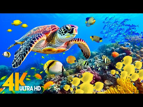 [NEW] 11HRS Stunning 4K Underwater Wonders + Relaxing Music | Coral Reefs & Colorful Sea Life