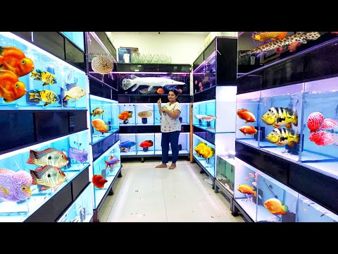 Most Beautiful Aquarium Fish Shop In Virar | The Peixe House Fish Shop