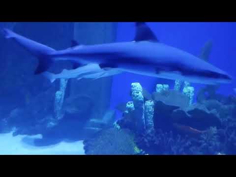 Funny fish 00034.  Funny shark. Funny Aquarium. Aquariumfish.
