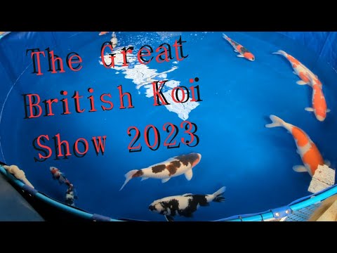 UK biggest koi show, all of the show fish 😲 #koi #koifish #koishow #jumbokoi