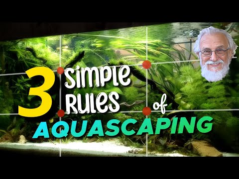 Turn Your Aquarium into a Masterpiece: Learn 3 Simple Rules.