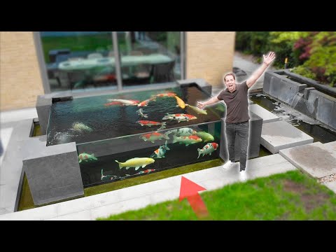 Amazing Backyard Koi Pond in London! **BIG KOI FISH**