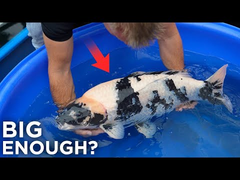 Selecting Fish for a Koi Competition – which Jumbo Koi are Best?