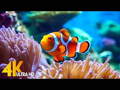 Aquarium 4K VIDEO (ULTRA HD) – Beautiful Coral Reef Fish – Sleep Relaxing Meditation Music