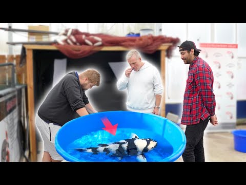 How to Select Omosako Shiro Utsuri with Tony Pitham! **Black and White Koi**