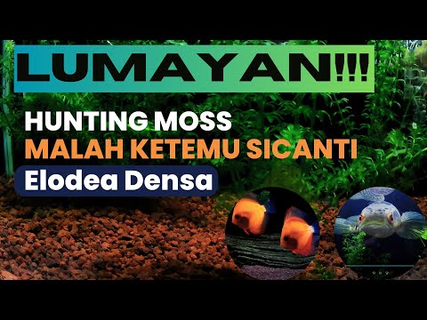 Hunting Moss Aquascape Malah Dapat Elodea Densa