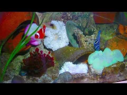 「#live#nemo #aquarium VIDEO HD. at this time.real life #fish#水族館#小丑魚 Marine fish tanks in the home」的