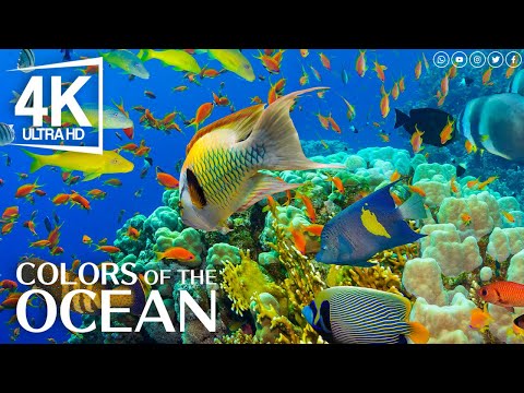 The Best 4K Aquarium for Relaxation II 🐠 Relaxing Oceanscapes – Sleep Meditation 4K UHD Screensaver