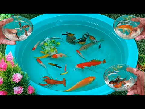 finding  ornamental fish koi fish Koki fish catfish betta fish Aligator Animals Videos