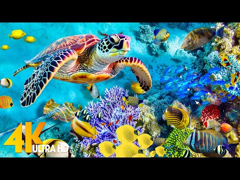 [NEW] 11H Stunning 4K Underwater Wonders – Relaxing Music | Coral Reefs, Fish & Colorful Sea Life