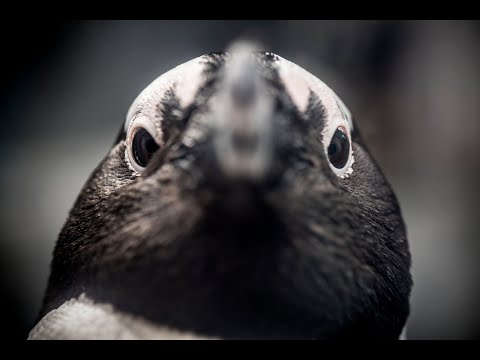 Live African Penguins – Monterey Bay Aquarium