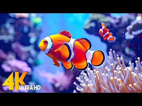 Aquarium 4K VIDEO (ULTRA HD) 🐠 Beautiful Coral Reef Fish – Relaxing Sleep Meditation Music