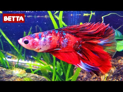 BETTA FISH AQUARIUM | Community Fish Tank Water Sounds ASMR