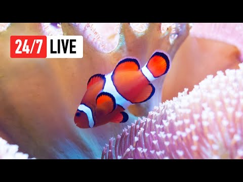 🔴 Cat TV Fish (LIVE 24/7) Fish video for cats to watch – Movie for cats
