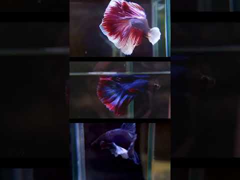 The Dazzling Colors of Dumbo Halfmoon Betta Fish Revealed