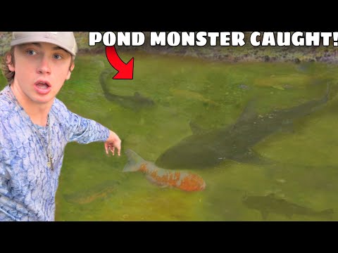 Saving My Fish From POND MONSTER!