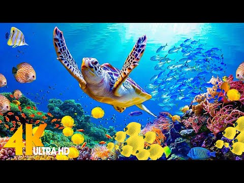 [NEW] 11HRS Stunning 4K Underwater Wonders + Relaxing Music | Coral Reefs & Colorful Sea Life