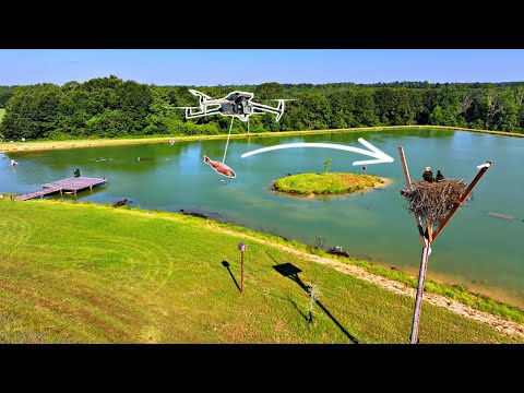 Delivering Fish to the Eagle Nest with a Drone!