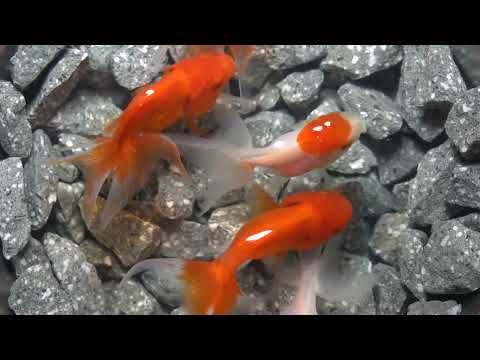 aquarium fish, beta fish, koi fish, fish, gold fish, ep 3863