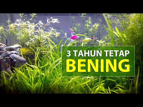 Aquascape yang telah berumur lebih dari 3 tahun tetap bening dan tumbuhannya semakin berkembang