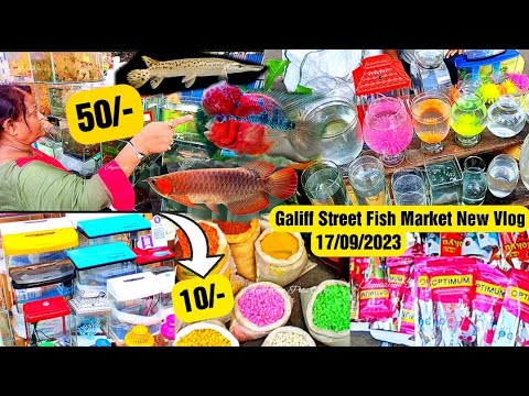 Recent Aquarium Fish Price Update | Galiff street Fish Market | Galiff Street new video 17/09/2023