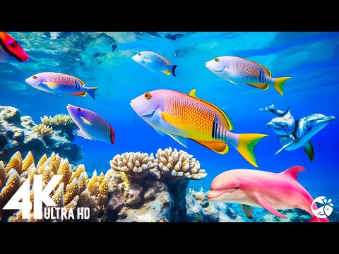 Aquarium 4K VIDEO (ULTRA HD) 🐠 Sea Animals With Relaxing Music – Rare & Colorful Sea Life Video