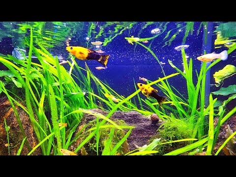 LIVE CAM AQUARIUM | Calming Community Fish Tank Water Sounds – ASMR for Sleep